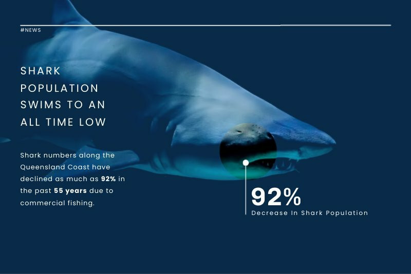 Shark Population | Free Posters Template - Piktochart