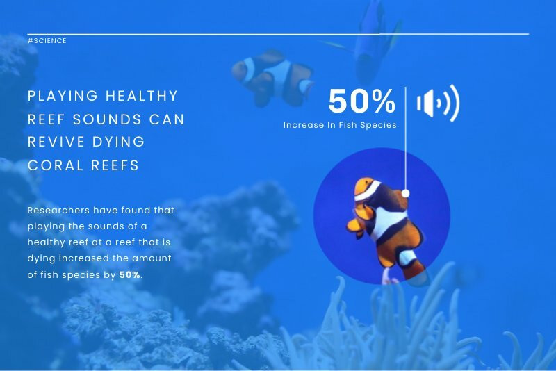 Reef Sounds