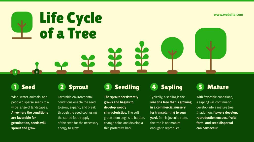 tree life cycle worksheet