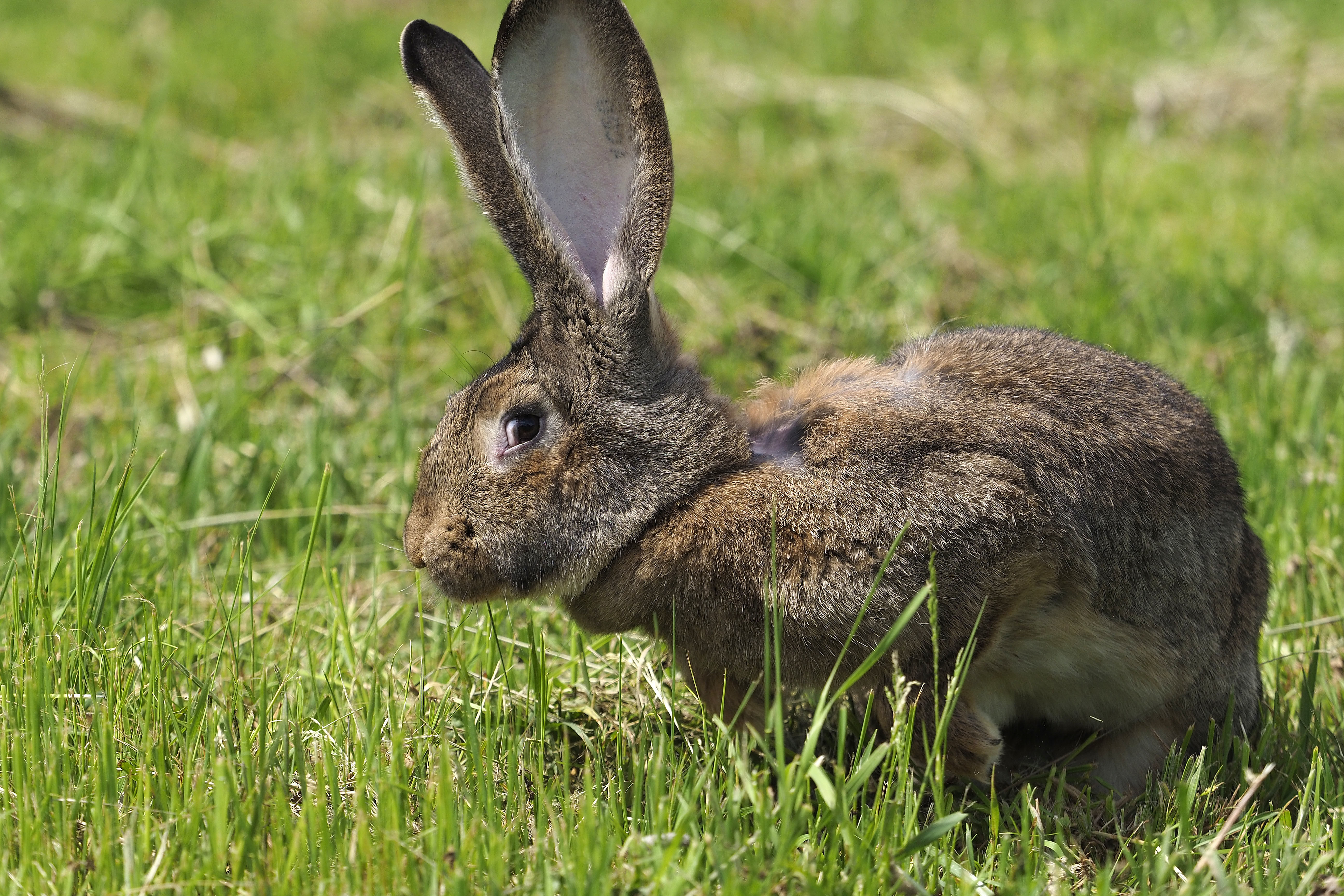 La Flandre Au Scanner Le Geant Des Flandres Champion Du Monde Poids Lourds Des Lapins