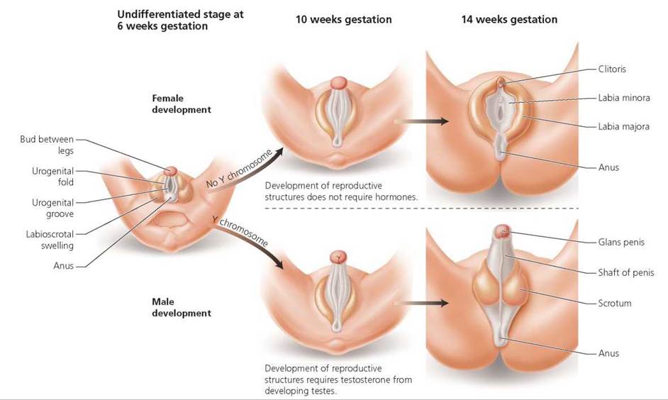 Clitoris on testerone